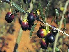 GREMIGNO DI FAUGLIA: 4 NOVEMBRE ORE18 RIUNIONE IN COMUNE CON I PRODUTTORI PER CONCORDARE LA FRANGITURA